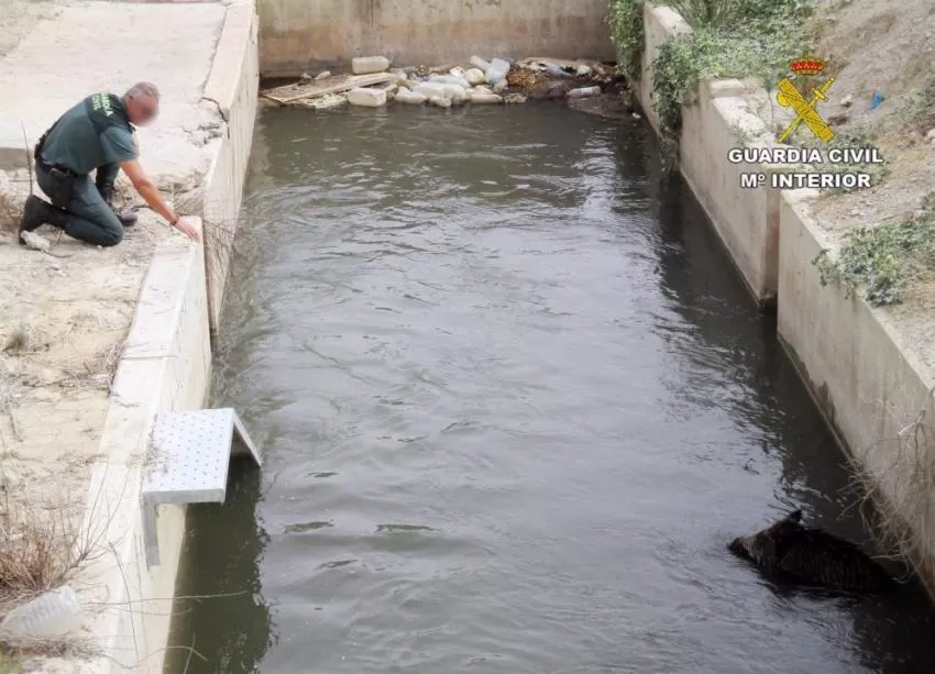 La Guardia Civil rescata a un jabalí atrapado en un canal de riego en Lorca