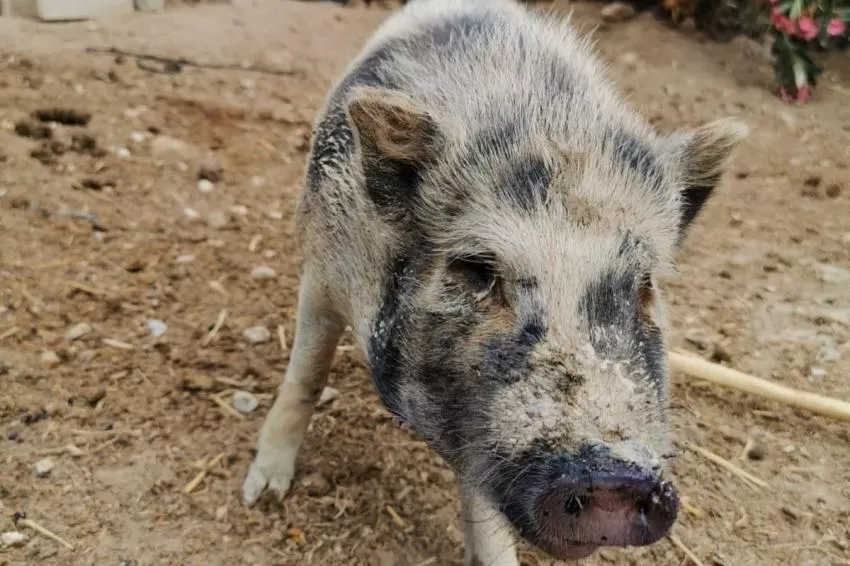 La nueva ordenanza municipal sobre la instalación de granjas porcinas en Lorca entrará en vigor en "tres o cuatro meses"