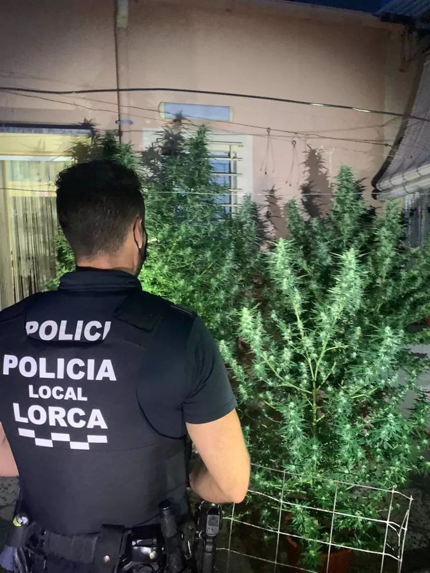 Incautan cinco plantas de marihuana en dos viviendas de Lorca