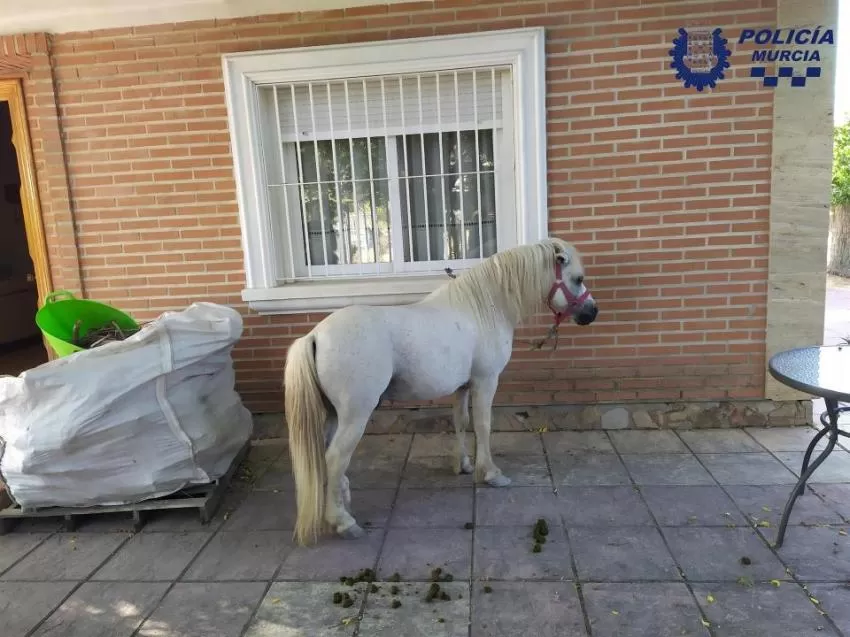 La Policía Local de Murcia localiza a un poni que deambulaba por la calzada en Aljucer