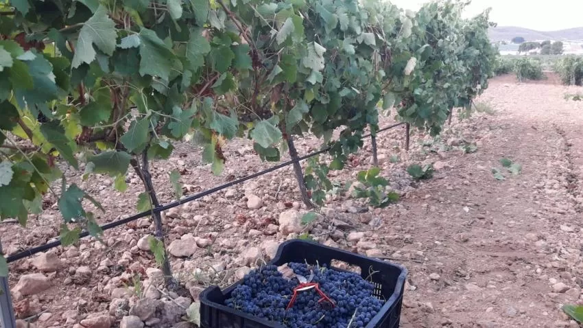 La Región cuenta con la mitad de viñedos respecto a 2001 y el sector pretende frenar ese declive a través de la calidad