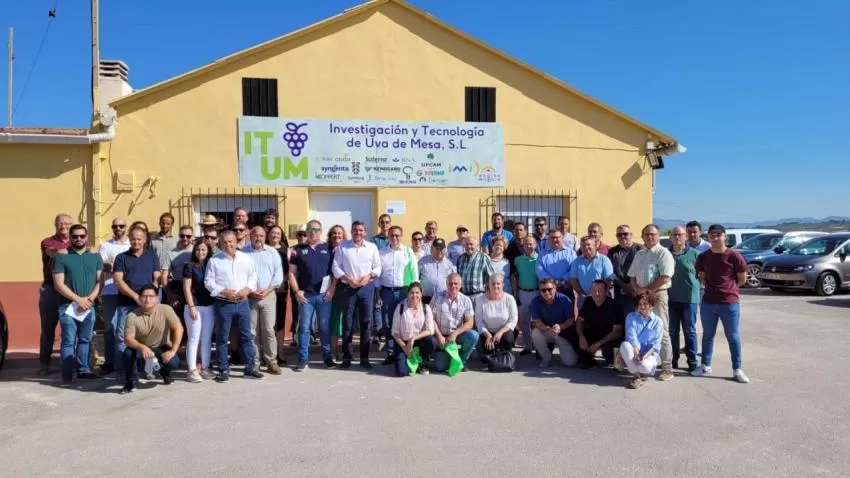 La variedad ITUM de uva de mesa creada por el IMIDA se cultiva en diez países de los cinco continentes