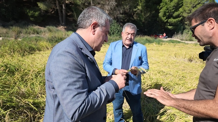Las ayudas para el cultivo del arroz de Calasparra beneficiarán a 48 agricultores en 325 hectáreas.