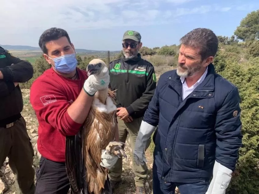 Liberado un buitre leonado en la sierra de Mojantes tras ser tratado en el Centro de Recuperación de Fauna
