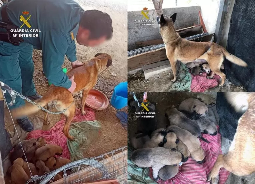 Liberan a una perra robada y a sus 9 cachorros en pésimas condiciones en un inmueble de Librilla