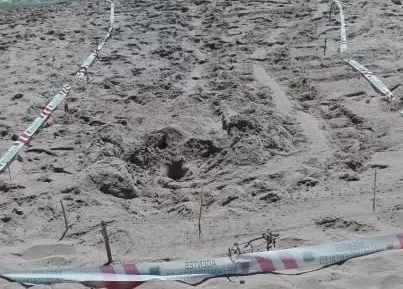 Localizado el tercer intento de puesta de huevos de tortuga boba en una playa de La Manga