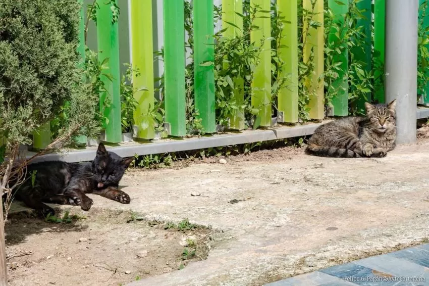 Luz verde al proyecto de Ordenanza Municipal de Bienestar Animal en Cartagena