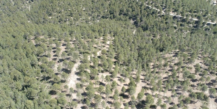 Medio Ambiente concluye la restauración forestal de la Sierra de Lavia con una inversión superior a 565.000 euros