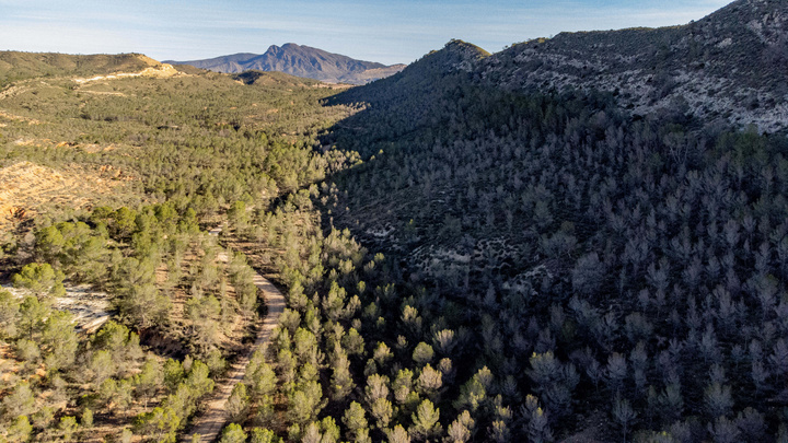 Medio Ambiente culmina los trabajos de gestión forestal sostenible en 43 hectáreas del monte público 'Rajica de Enmedio' de Jumilla