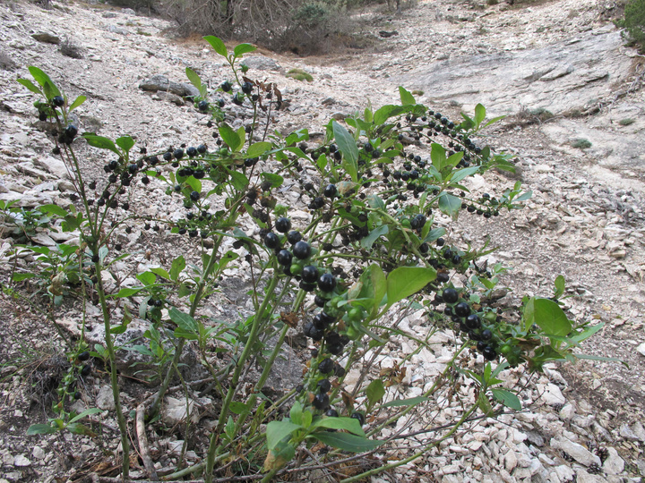 Medio Ambiente impulsa análisis genético de Atropa baetica para salvar especie en peligro en Murcia