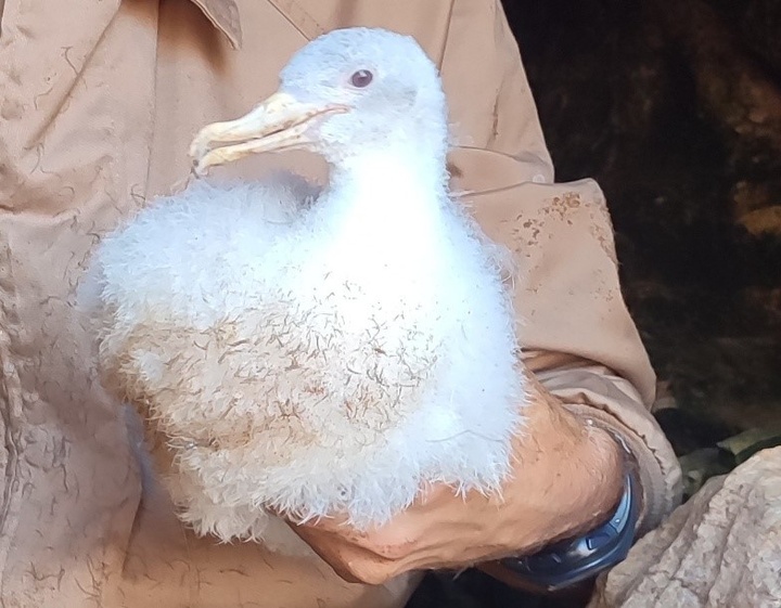 Localizan un pollo de pardela cenicienta albino en la Isla de las Palomas, un hallazgo sin precedentes en España.