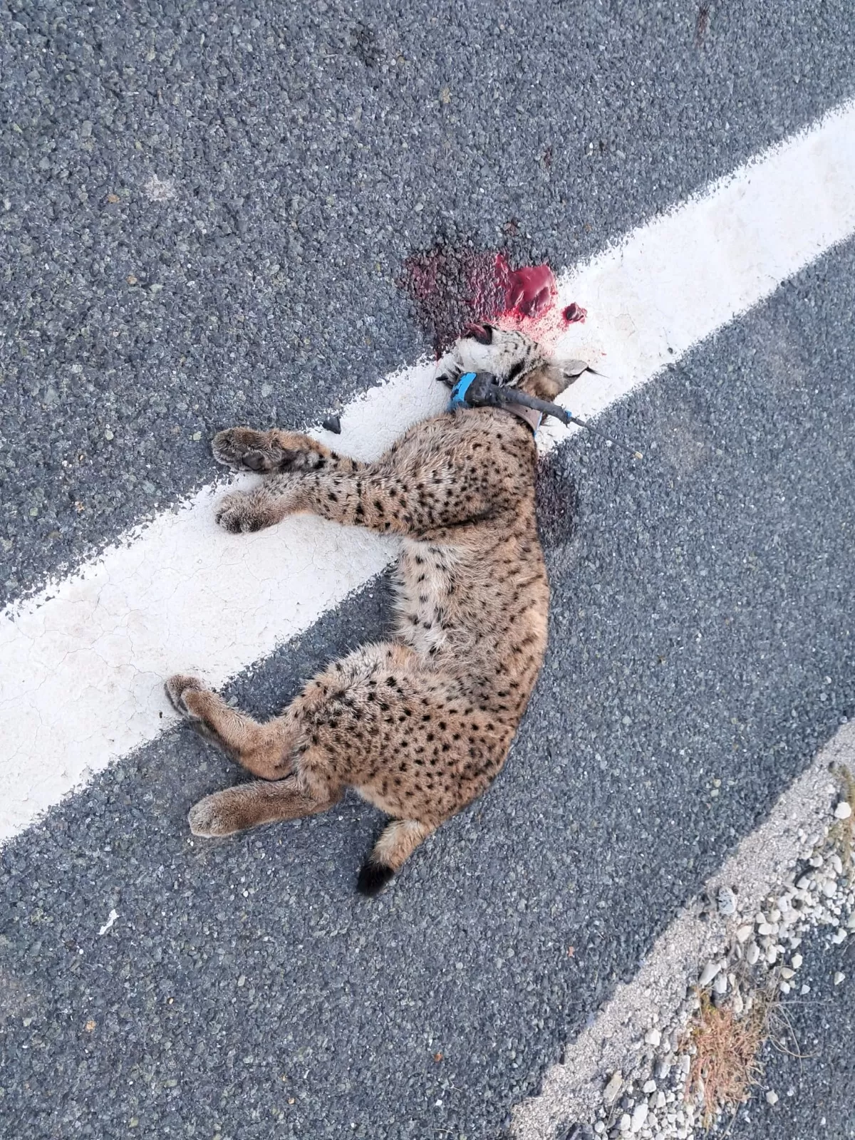 Muere atropellada 'Turma', uno de los linces ibéricos reintroducidos este año en la Región