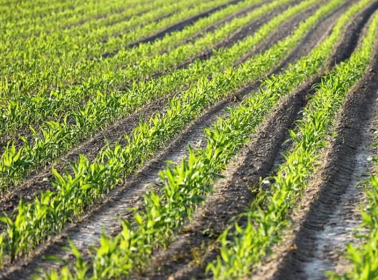 Murcia celebra el aumento de las exportaciones regionales de frutas y hortalizas durante la pandemia