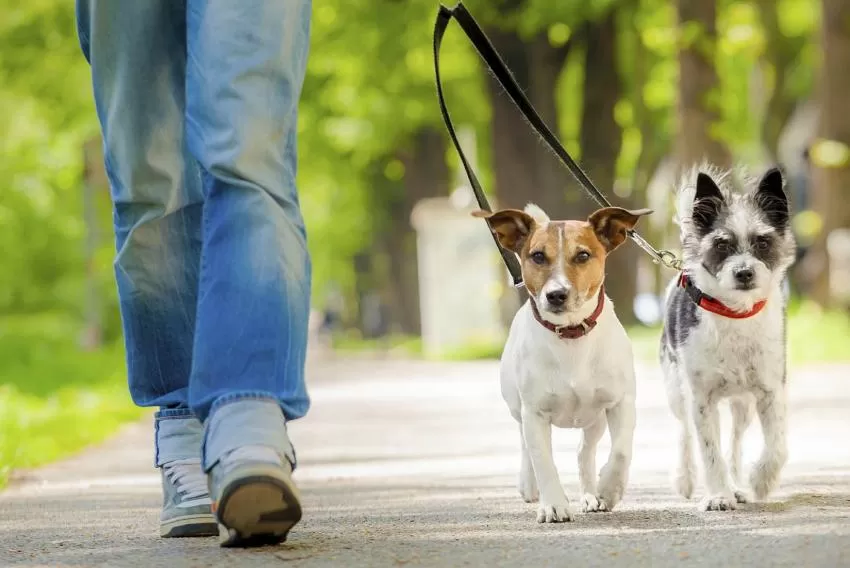 Murcia permitirá que los perros paseen sueltos por parques y jardines poco transitados y en horario nocturno