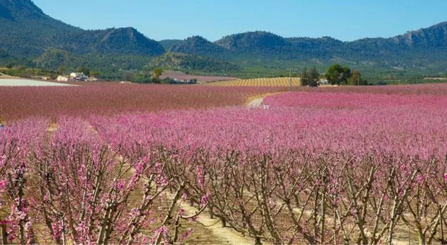 Rachas de vientos de poniente muy fuertes en el Altiplano