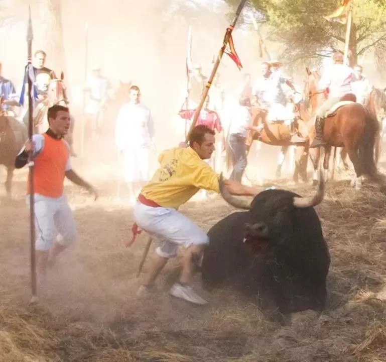 Pacma consigue que el TSJCyL suspenda de manera cautelar el nuevo reglamento del Toro de la Vega