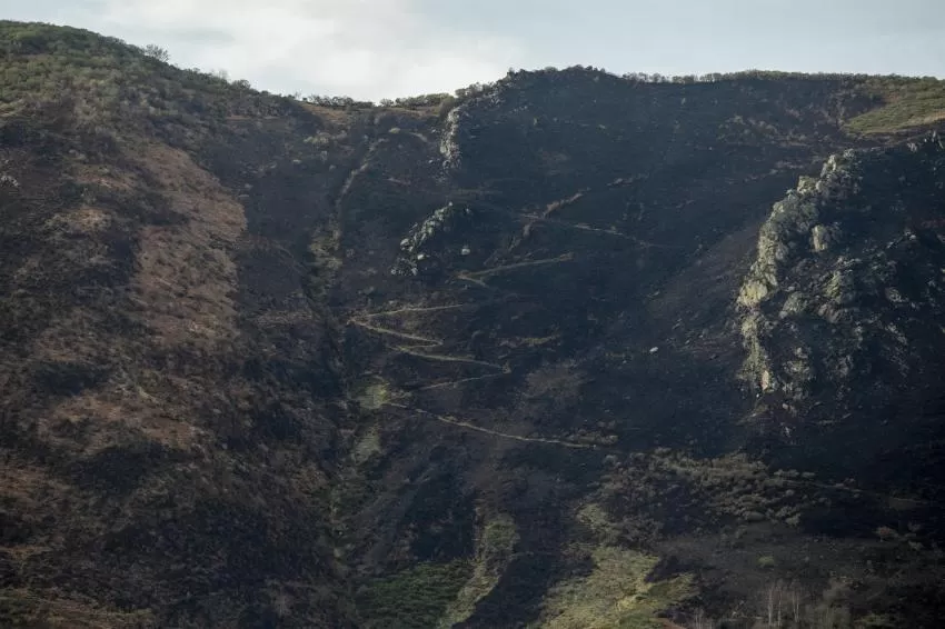 Pacma pide al Gobierno asturiano que se impida el aprovechamiento de la superficie quemada en los últimos incendios