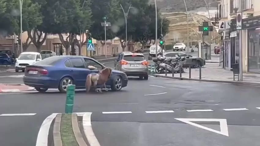 Pasea a un poni atado a su coche en Almería