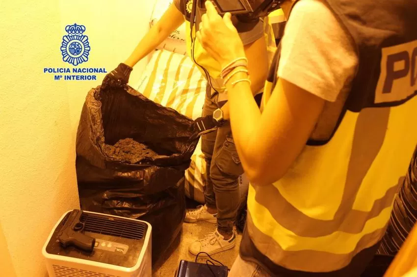 Policía Nacional detiene a 8 personas con más de 300 plantas de marihuana en Alcantarilla