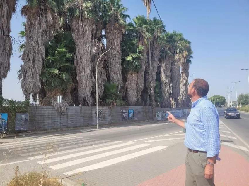 PP de Murcia propone crear un número de teléfono para que los vecinos pidan ayuda ante la plaga del picudo rojo