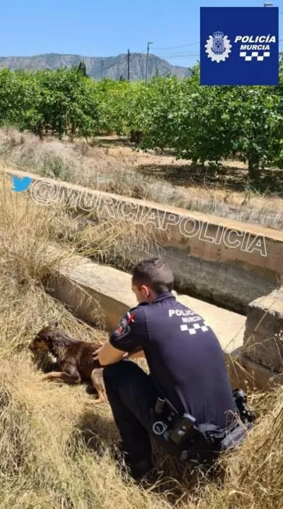 Rescatan a un perro atrapado en una acequia en Beniaján