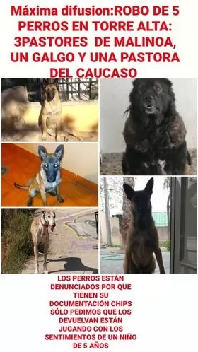 Robo de cinco perros en Torre Alta (Molina de Segura)