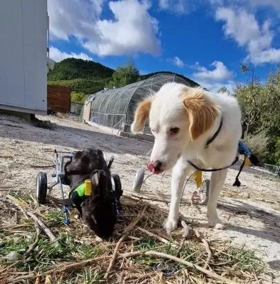 Santuario Alma Libertaria busca financiación para poder atender a los animales rescatados