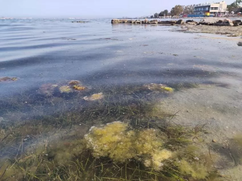 Se mantiene la situación de hipoxia en la zona del Mar Menor del área de Cartagena en la que ayer se hicieron mediciones