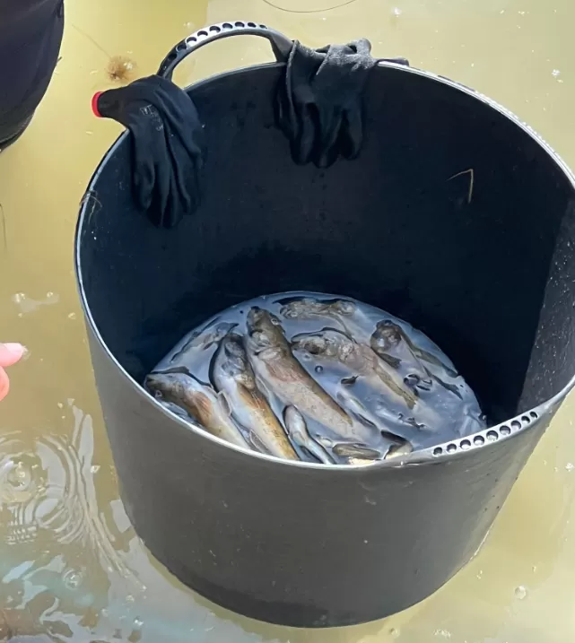 Se repite la pesadilla, vuelven a aparecer peces muertos en el Mar Menor