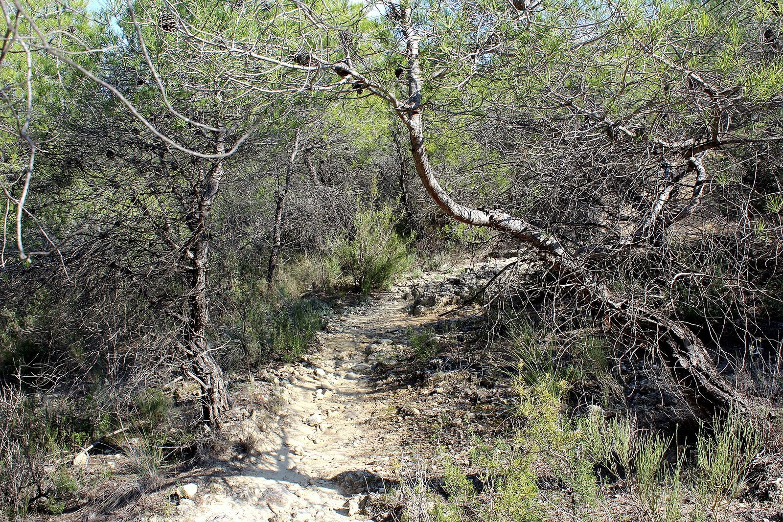 Senda del Agua (Sierra Espuña)