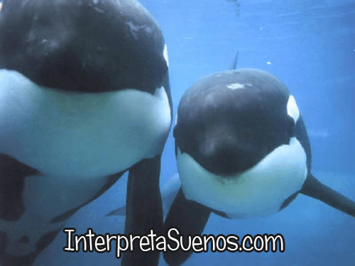 Significado de soñar con ballenas