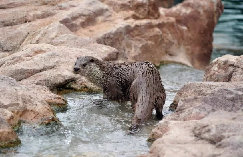 Terra Natura Murcia, pionero en el diagnóstico y gestión de la enfermedad leishmaniosis en la nutria europea