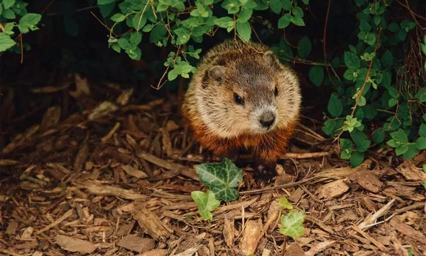 Lo que debes saber sobre el Día de la Marmota