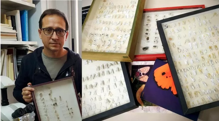 UMU participa en una investigación que propone sistematizar muestreos para estudiar el alcance del declive de insectos