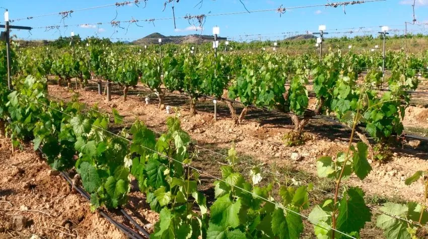 Un proyecto del IMIDA selecciona los patrones de vid Monastrell que mejor se adaptan a la sequía y altas temperaturas del sureste español