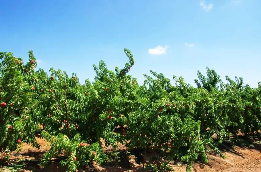 Una app para saber que cultivo plantar y donde en frutas del hueso de la Región