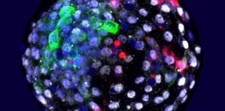 Una investigación científica de la UCAM, imagen del año en Nature