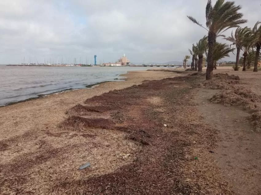 Unidas Podemos denuncia la falta de retirada de biomasa en la playa de Los Urrutias