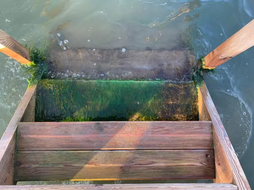 Nace vegetación en las pasarelas de Los Urrutias