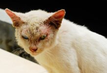 Sarna en Gatos