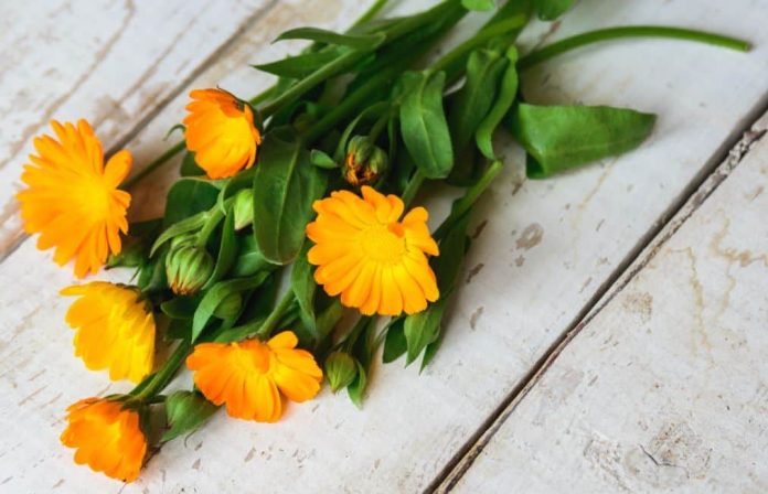 Propiedades y beneficios de la calendula