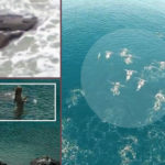 sirenas-reales-leyendas-historias