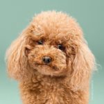 Cambiar el look de tu cachorro con tan solo un corte de pelo 01