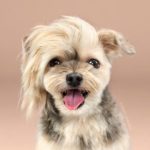 Cambiar el look de tu cachorro con tan solo un corte de pelo 02