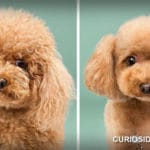 Cambio de look de cachorros