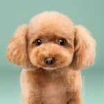 cambiar el look de tu cachorro con tan solo un corte de pelo 02