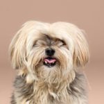 cambiar el look de tu cachorro con tan solo un corte de pelo 03