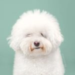 cambiar el look de tu cachorro con tan solo un corte de pelo 05