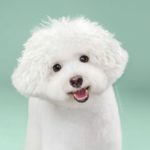 cambiar el look de tu cachorro con tan solo un corte de pelo 06