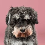 cambiar el look de tu cachorro con tan solo un corte de pelo 07